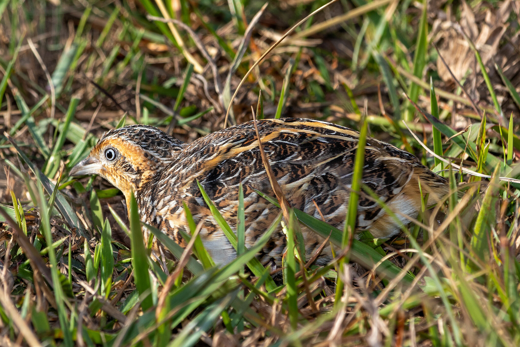 Black-rumped Buttonquail illustration