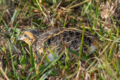 Black-Rumped Buttonquail photo 1