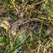 Black-rumped Buttonquail - Photo (c) Gareth Yearsley, some rights reserved (CC BY-NC), uploaded by Gareth Yearsley
