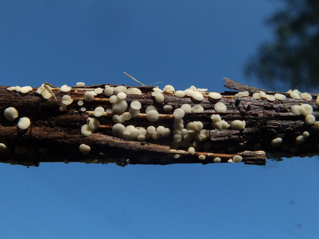 Calycina herbarum