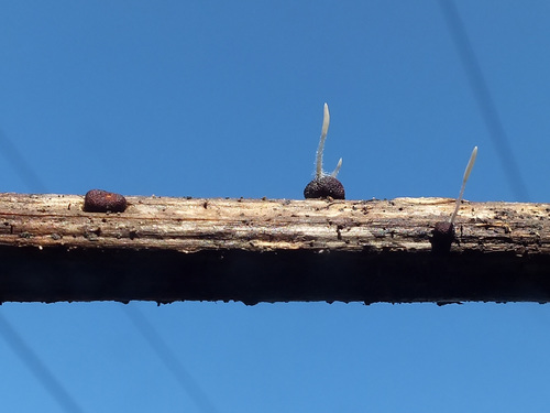 Typhula variabilis image