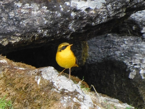 Golden Bush Robin (Tarsiger chrysaeus), photo 7