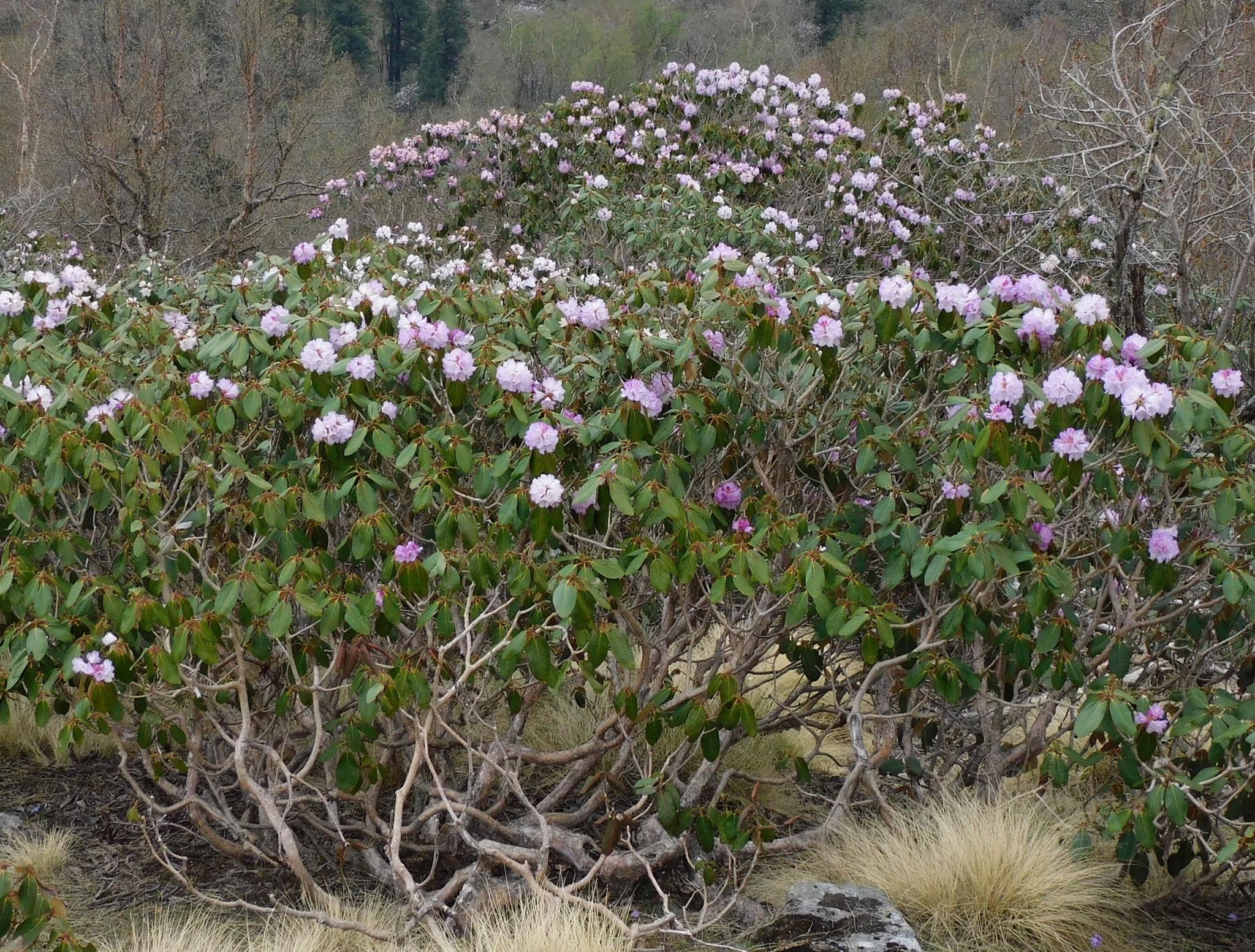 Rhododendron campanulatum