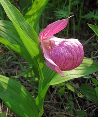Cypripedium macranthos