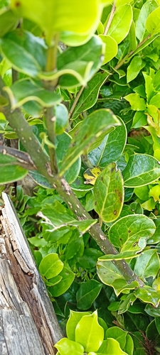 Madeira Holly