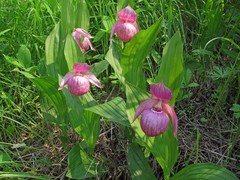 Cypripedium macranthos