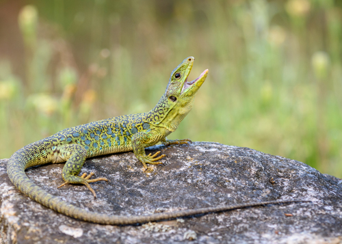 Ocellated Lizard, photo 2 of 8