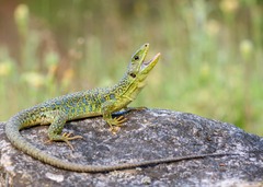 Ocellated Lizard photo 2