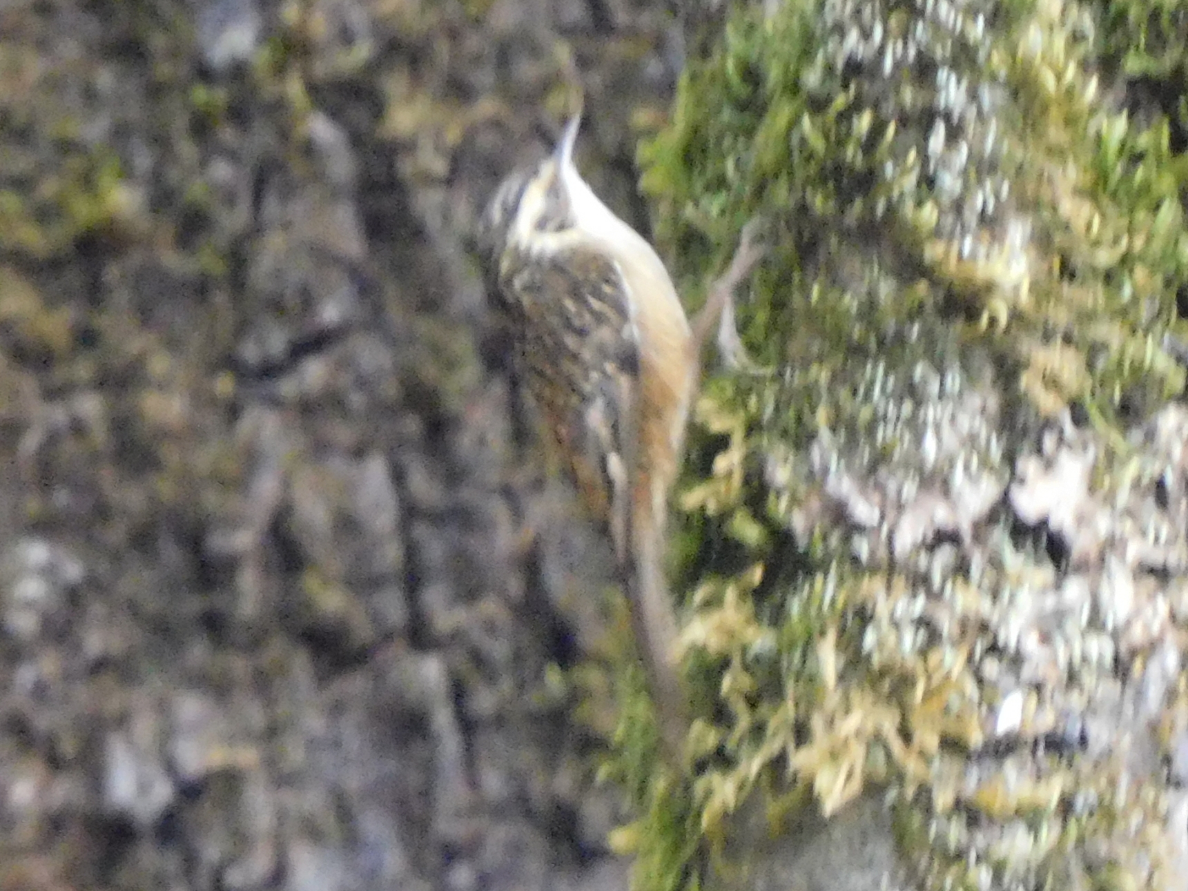 Rusty-flanked Treecreeper