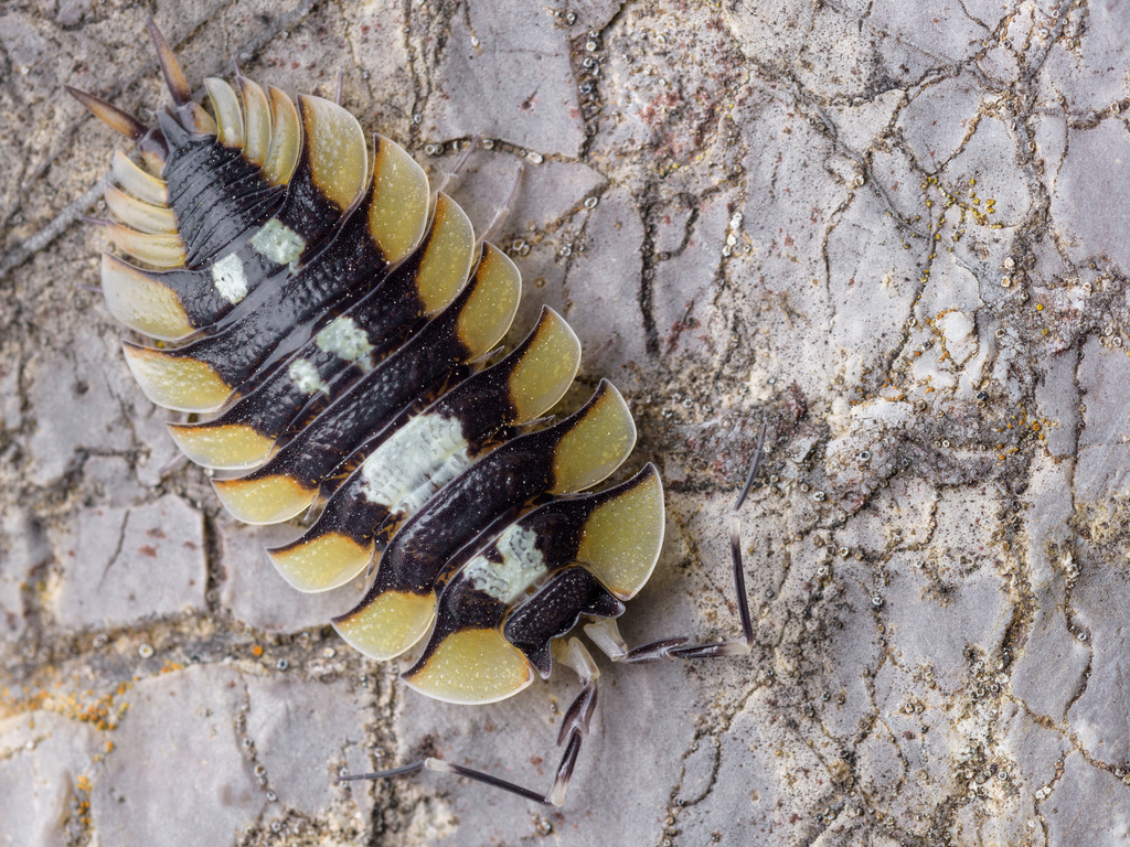 Giant Spanish Isopod