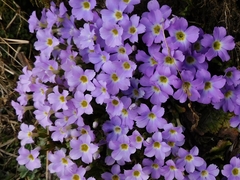 Primula sessilis