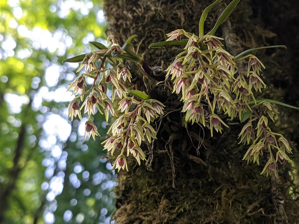 Dendrobium porphyrochilum Lindl. 2