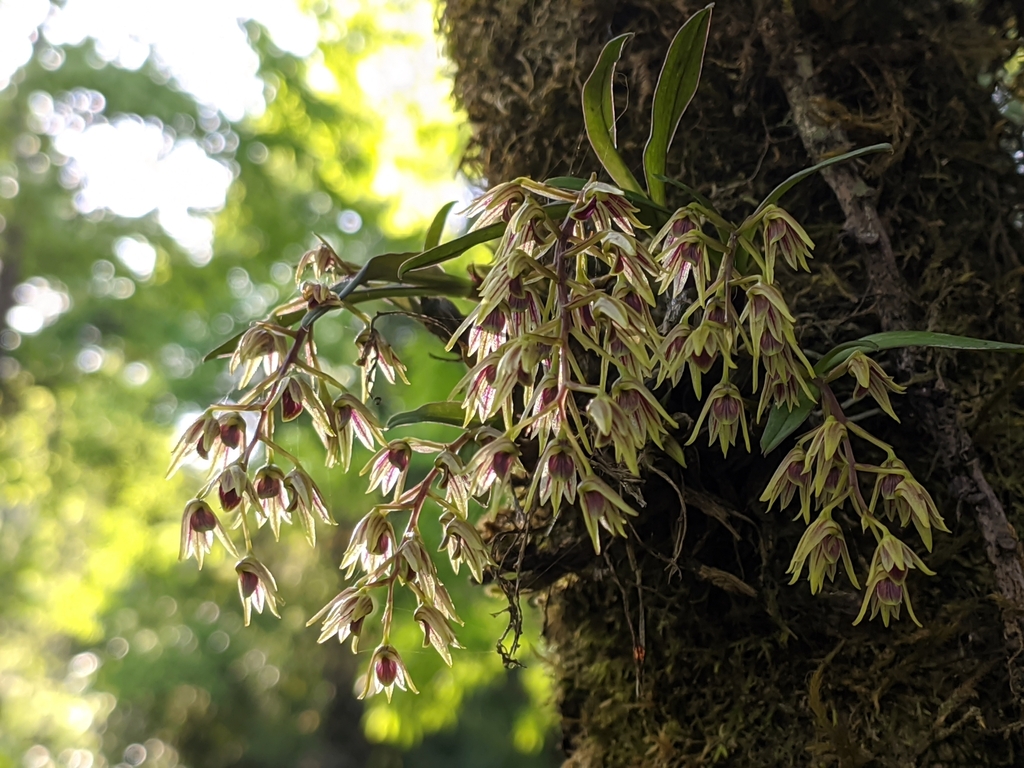 Dendrobium porphyrochilum Lindl. 3