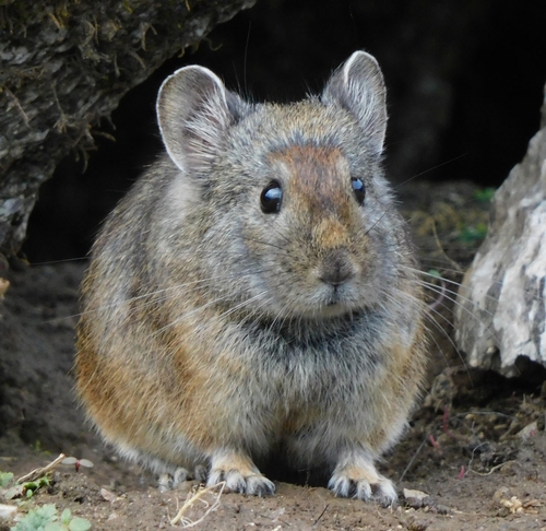 Royle's Pika
