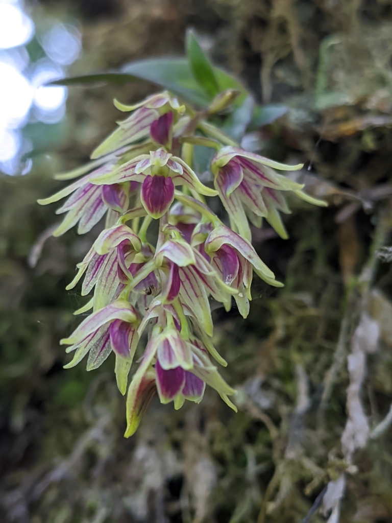 Dendrobium porphyrochilum Lindl. 4