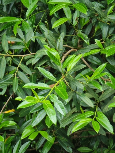 Prunus laurocerasus image