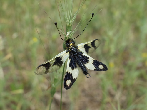 Libelloides macaronius photo 3