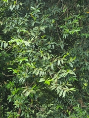 Prunus laurocerasus image