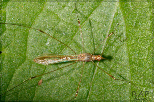 Jalysus sobrinus