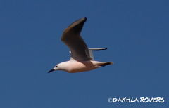 Chroicocephalus genei