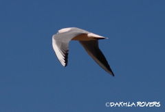 Chroicocephalus genei