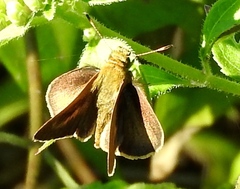 Synapte pecta
