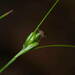 Three-seeded Sedge - Photo (c) Kalli Pulkkinen, some rights reserved (CC BY-NC), uploaded by Kalli Pulkkinen