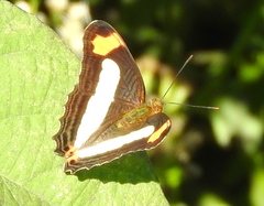 Adelpha iphicleola iphicleola