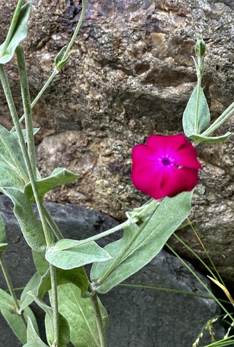kukučka vencová (Silene coronaria)