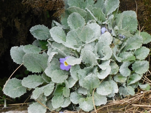 Primula nana, photograph 3