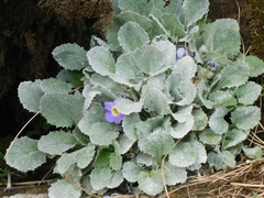 Jagdish Singh Negi, CC BY, iNaturalist via GBIF Primula nana, photograph Jagdish Singh Negi, CC BY, iNaturalist via GBIF