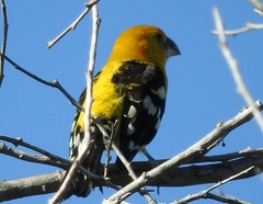 Pheucticus chrysopeplus