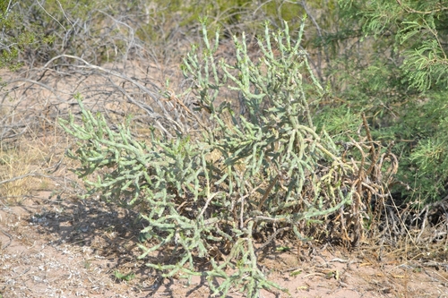 Image of Cylindropuntia kleiniae by (c) Mauricio Calderón, some rights reserved (CC BY)