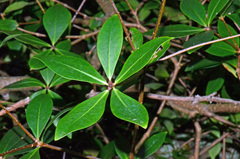 Pittosporum cornifolium