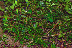 Pittosporum cornifolium