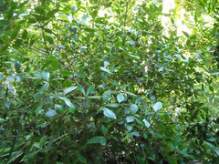 Pittosporum cornifolium