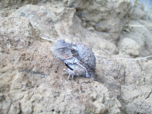 Short-tail Horned Lizard
