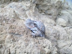 Short-Tail Horned Lizard photo 3
