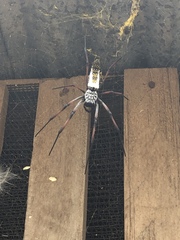 Trichonephila inaurata madagascariensis