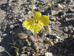 Chylismia