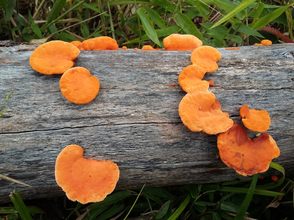 Trametes sanguinea · May 2015 · photo: © yoannisd (iNaturalist, cc-by)