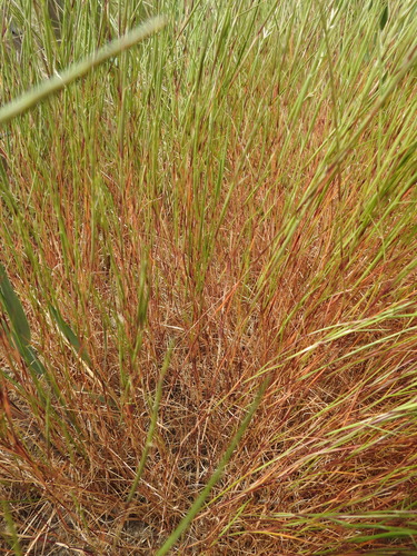 Image of Parapholis filiformis by (c) Yves Bas, some rights reserved (CC BY)