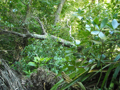 Pittosporum cornifolium