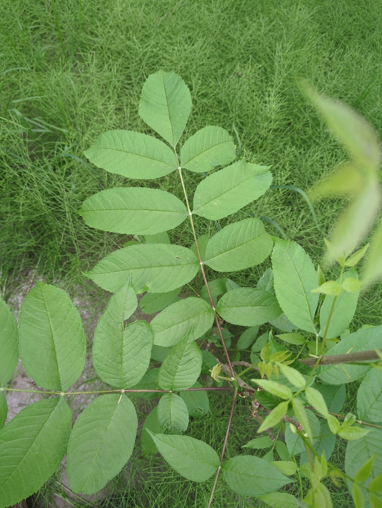 black ash from Port Hope, ON, Canada on June 6, 2023 at 09:40 AM by ...