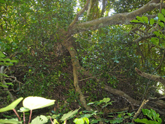 Pittosporum cornifolium