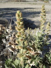 Ambrosia ilicifolia