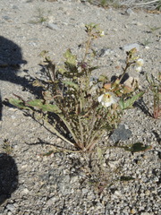 Chylismia