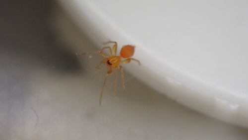 Orchestina setosa