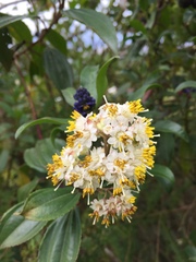 Miconia crocea
