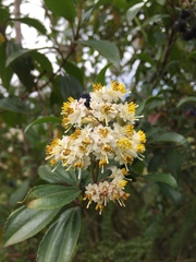 Miconia crocea
